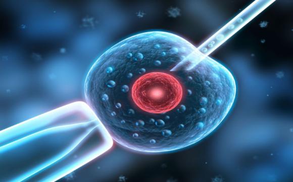 胚胎养囊过程
