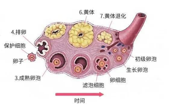 那多囊卵巢是怎么形成的呢?形成多囊卵巢有两方面的原因：